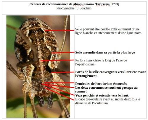 Mitopus morio